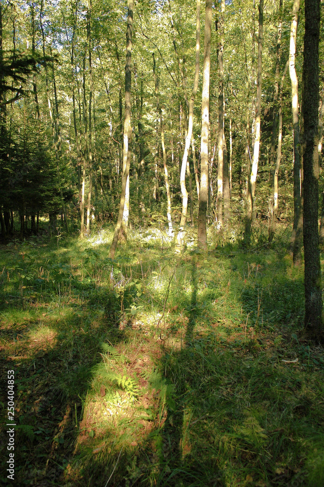 Young tree in sun rays in forest Young tree in sun rays in forest