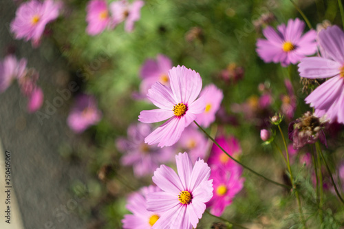 Pink Cosmos  flowers in the garden