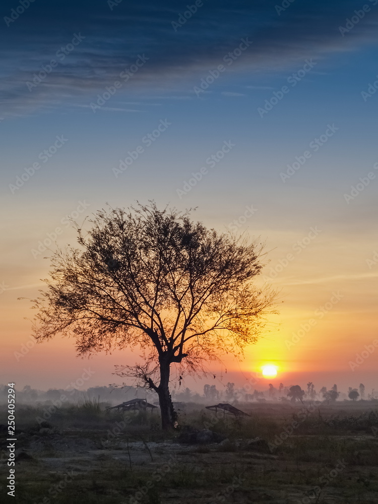 Silhouette of alone tree with rice fields and yellow sun light in the sky background, sunrise at rice fields Doi Nang Non, view rural in Mae Sai District, Chiang Rai, northern of Thailand.