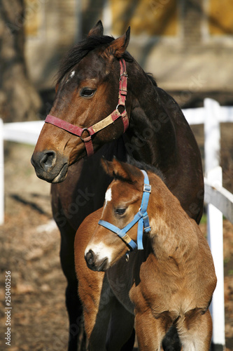 Mare with  few weeks old foal on pasture close-up © acceptfoto
