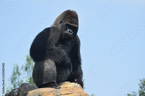 Grandes primates - gorila photo