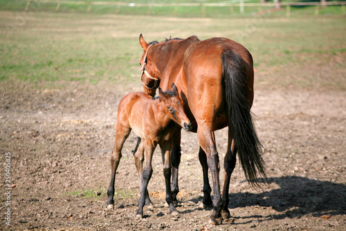 Mare with few weeks old foal on pasture close-up