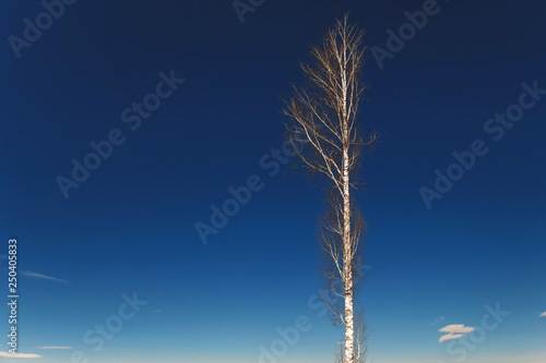 Lonely birch on top of a mountain