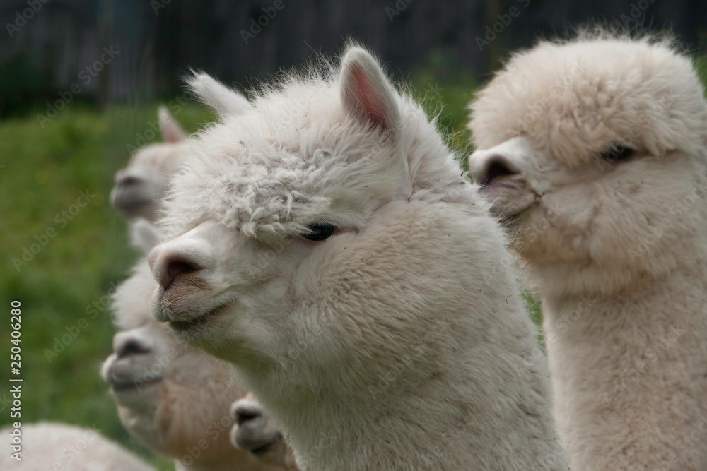 Obraz premium Alpaka