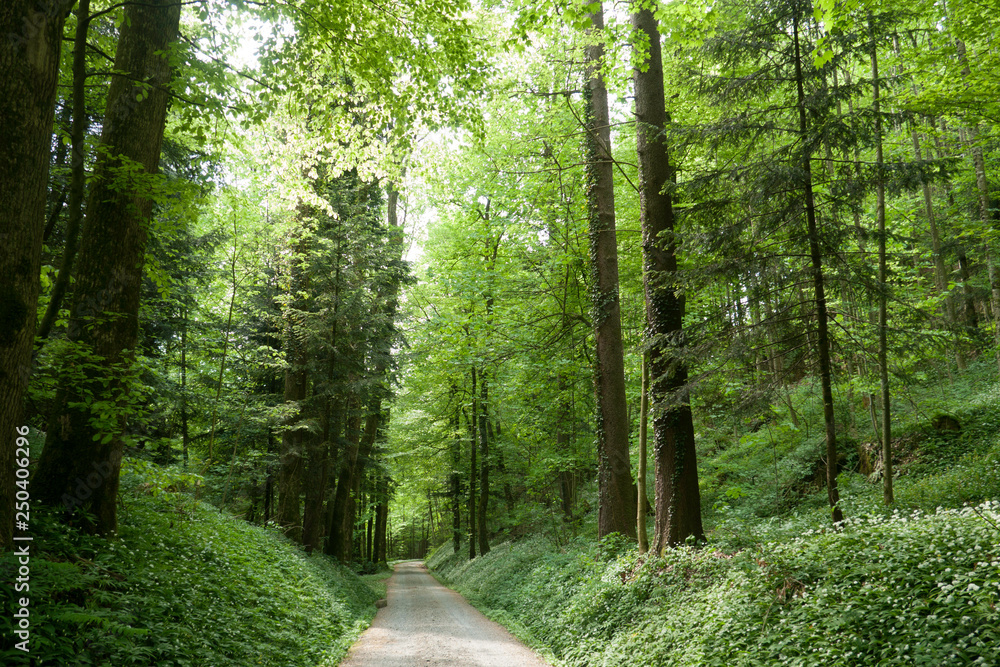 Obraz premium Waldweg