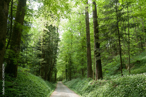 Waldweg