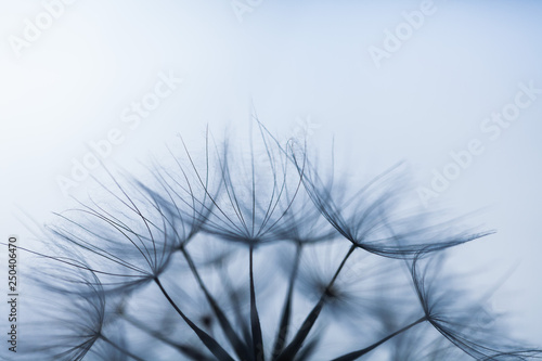 Closeup image of white dandelion. Dandelion seeds in macro photo. Nature photography concept