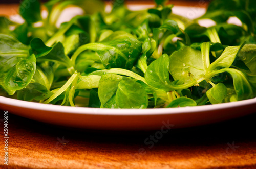 Valerianella locusta, corn salad, lamb&#39;s lettuce