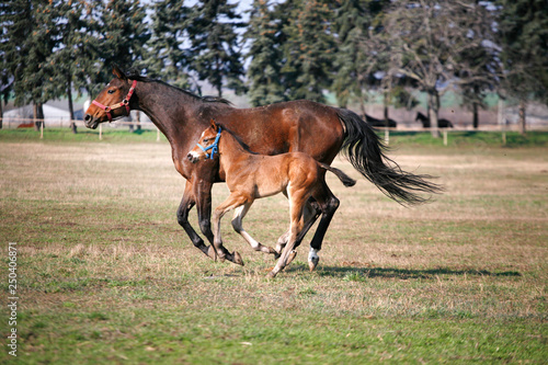 Mare with  few weeks old foal on pasture close-up © acceptfoto