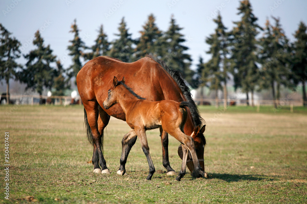 Obraz premium Beautiful thoroughbred mare and foal grazing and playing together at rural equestrian farm