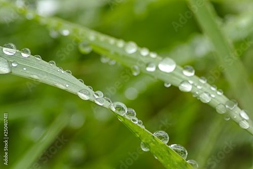 Regentropfen auf Gras