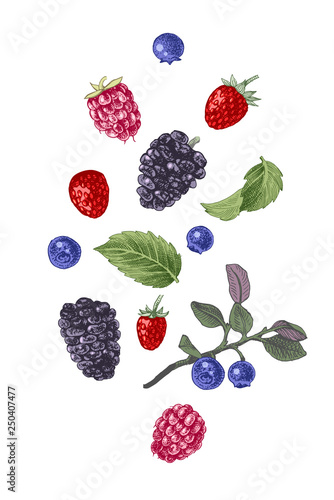Hand drawn berries on white background