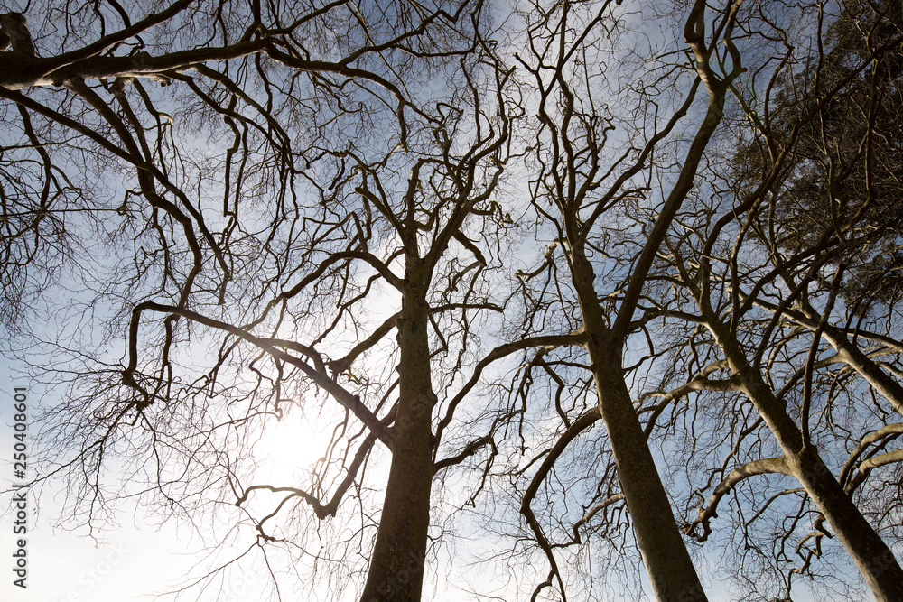 Obraz premium Trees