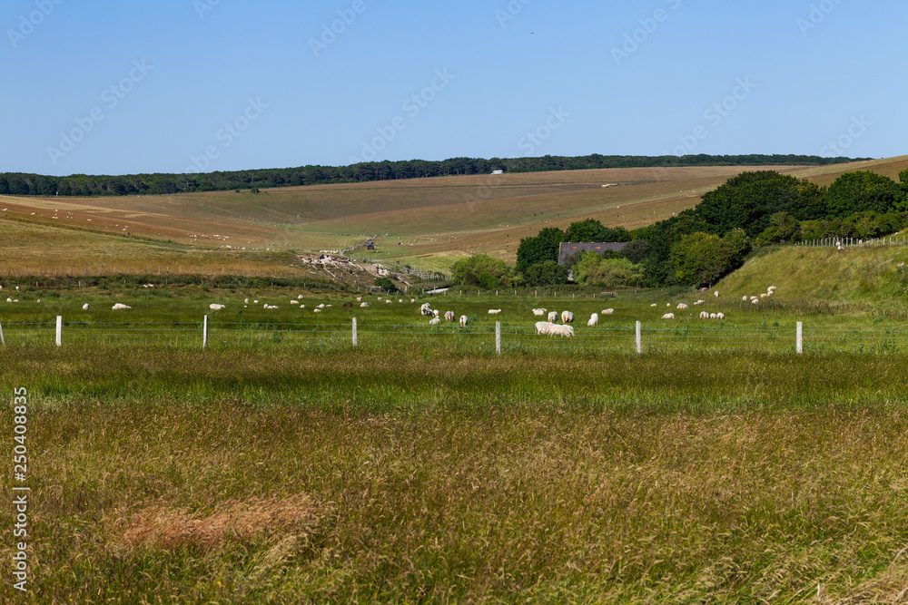 Fototapeta premium Village concept with sheeps on the meadow eating grass. Food production concept with sheeps on the meadows