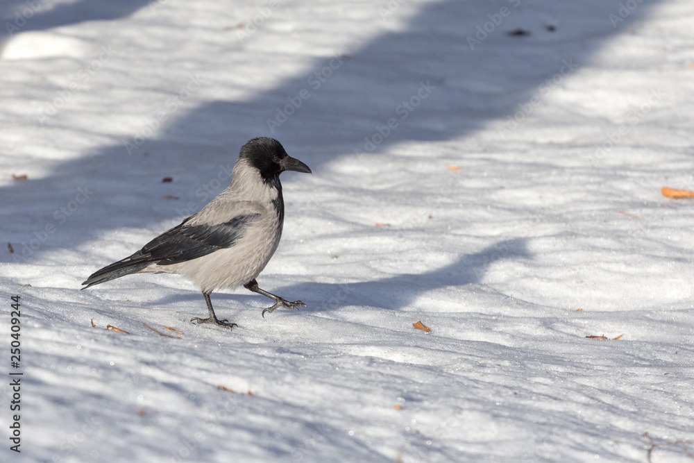 gray crow in the snow in the park gray crow in the snow in the park