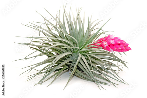 Tillandsia with blooming pink flower isolated on white background.Tillandsia are careless and low maintenance ornamental plants that required no soil, only plentty of water, sunlight and good airflow
