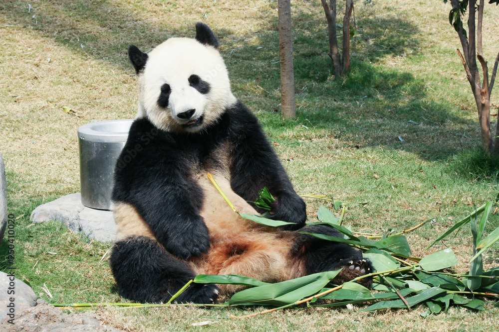 Panda eating bamboo Panda eating bamboo