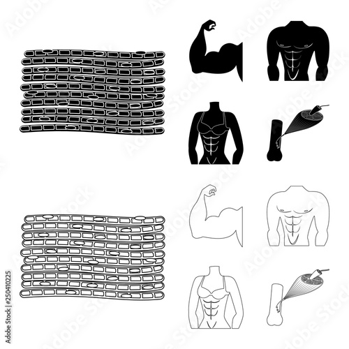 Vector illustration of fiber and muscular logo. Collection of fiber and body  vector icon for stock.
