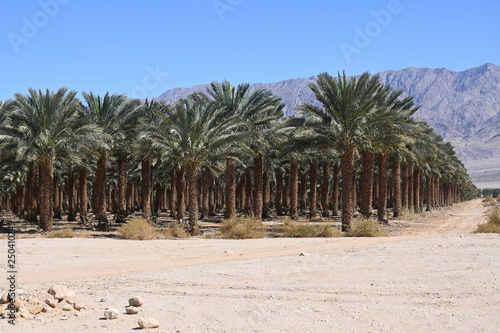 Date Plantation palms © Yosef