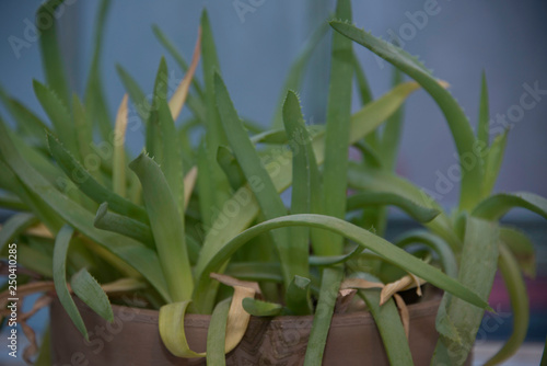 Aloe