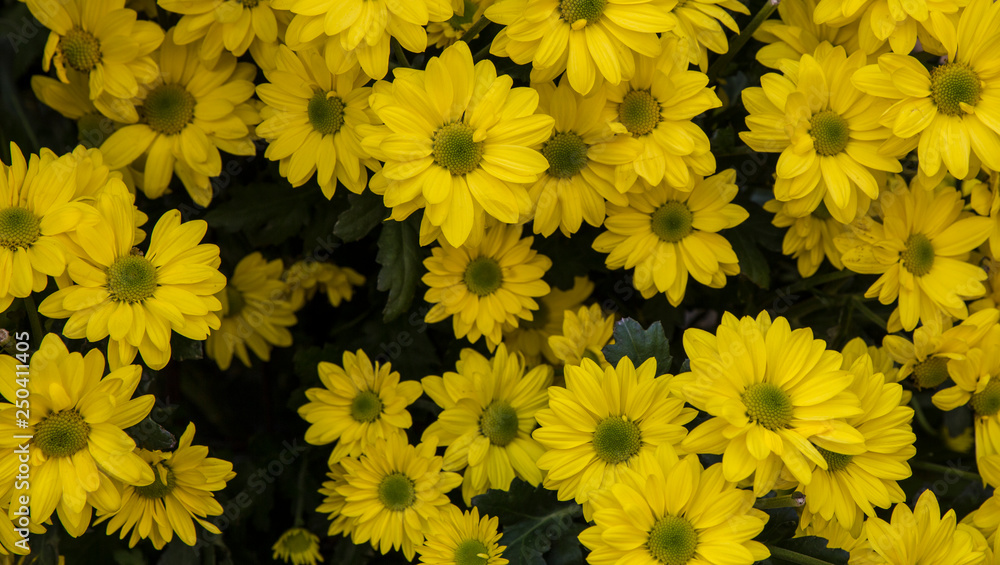 Campo De Margaritas Amarillas