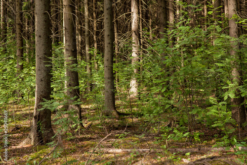 Coniferous forest at summer day