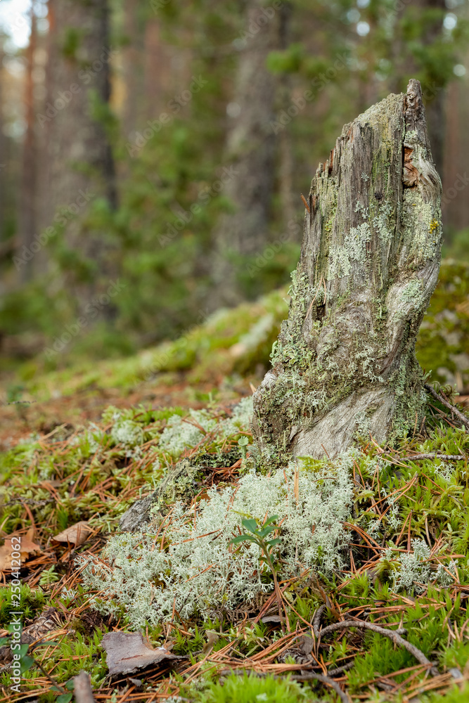 Old tree stump decay in forest Old tree stump decay in forest