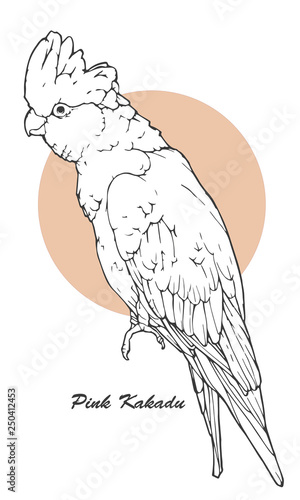 Hand drawn vector illustration of pink kakadu isolated on white background - vector graphic