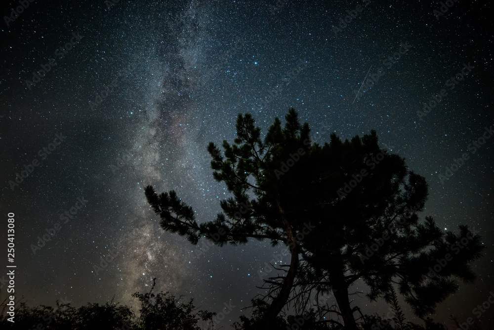 Silhouettes of two pines clinging to each other against the backdrop of a starry sky and the Milky Way. Silhouettes of two pines clinging to each other against the backdrop of a starry sky and the Milky Way.