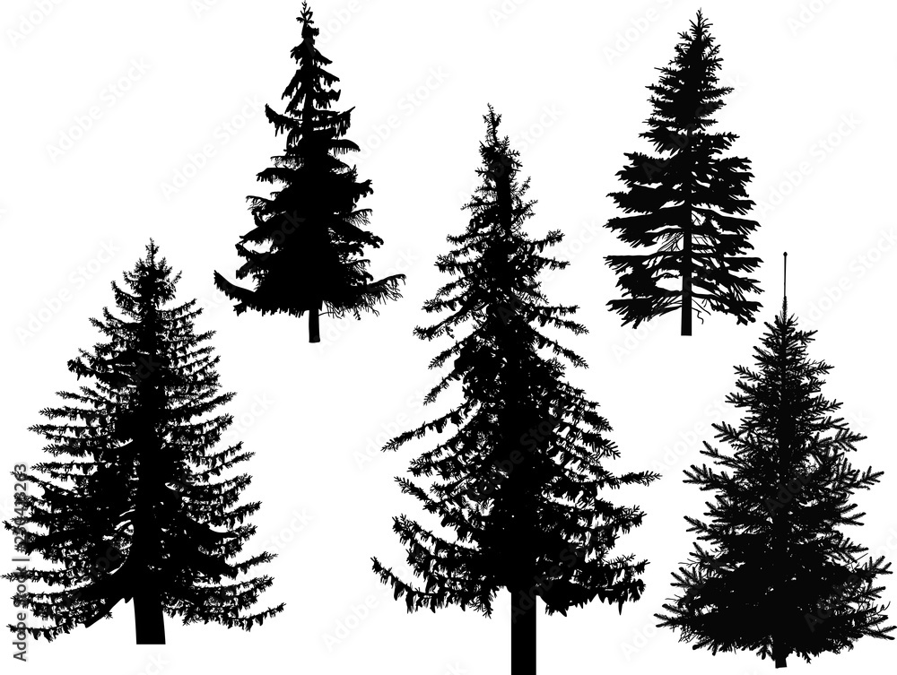 five fir dark silhouettes isolated on white