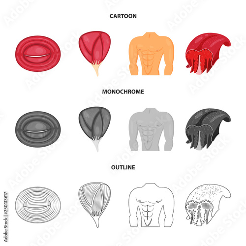 Isolated object of fiber and muscular symbol. Collection of fiber and body  stock vector illustration.