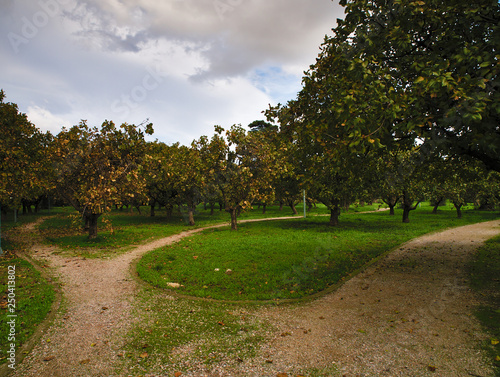 Wallpaper Mural Park curved soil pathways with trees and green low grass. Blue sky with clouds. Tritsis park in Athens, Greece. Torontodigital.ca