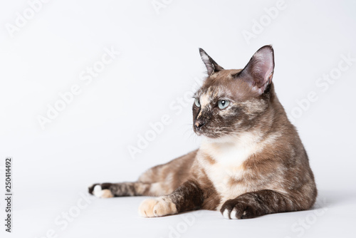 Portrait of beautiful grey cat on a white background.