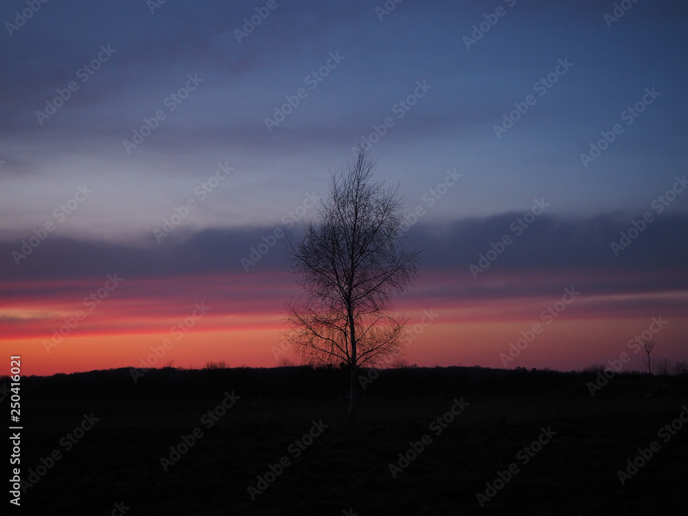 Silhouette of the birch against the background of the evening sky