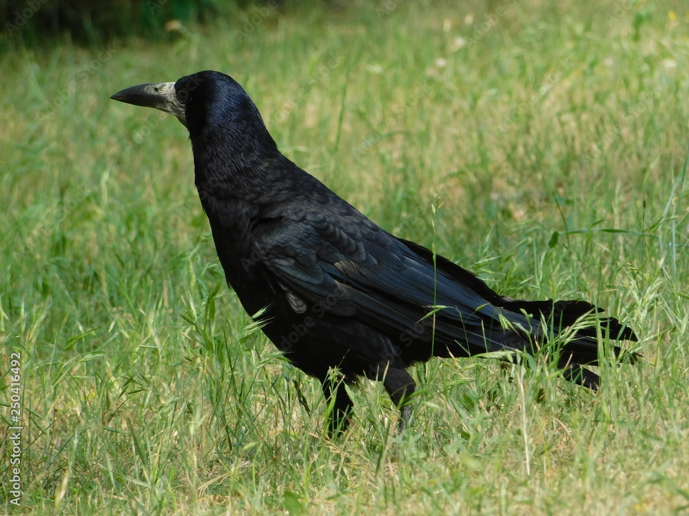 Naklejka premium black raven walking on green grass