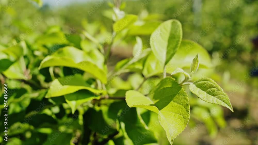 Closeup of lush green foliage trembling - close up Closeup of lush green foliage trembling - close up