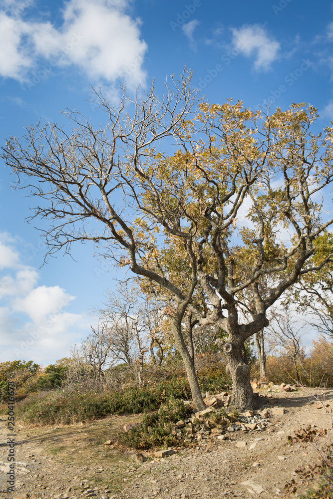 Fototapeta premium Small Utrish, Caucasus, Russia