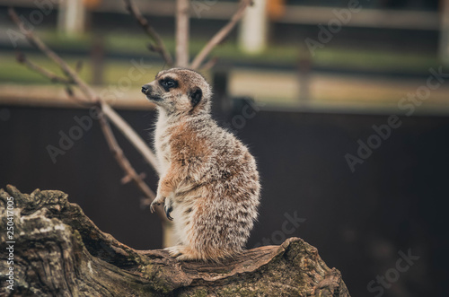  Spectacular portrait of a meerkat. Animal