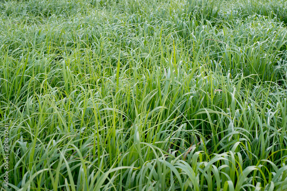 Switchgrass plant (Panicum virgatum) for Biofuel Production Stock Photo