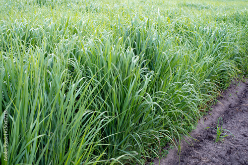 Renewable resource switchgrass for heating and production biofuel photo