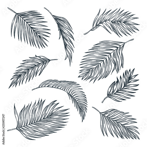 Tropical coconut palm leaves set, isolated on white. Vector sketch illustration. Hand drawn tropic design elements.