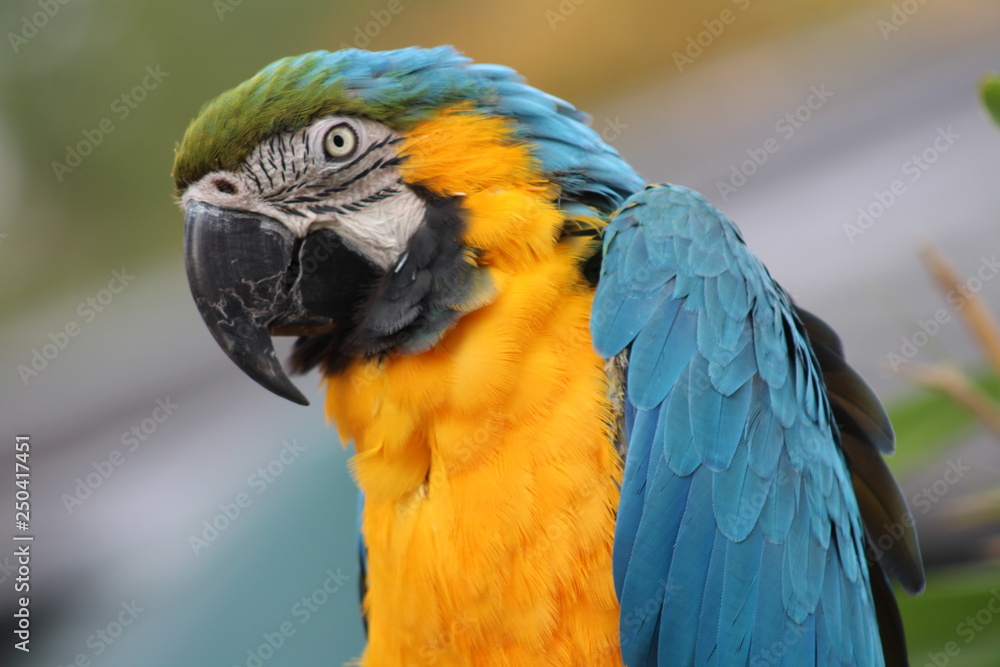 macaw parrot