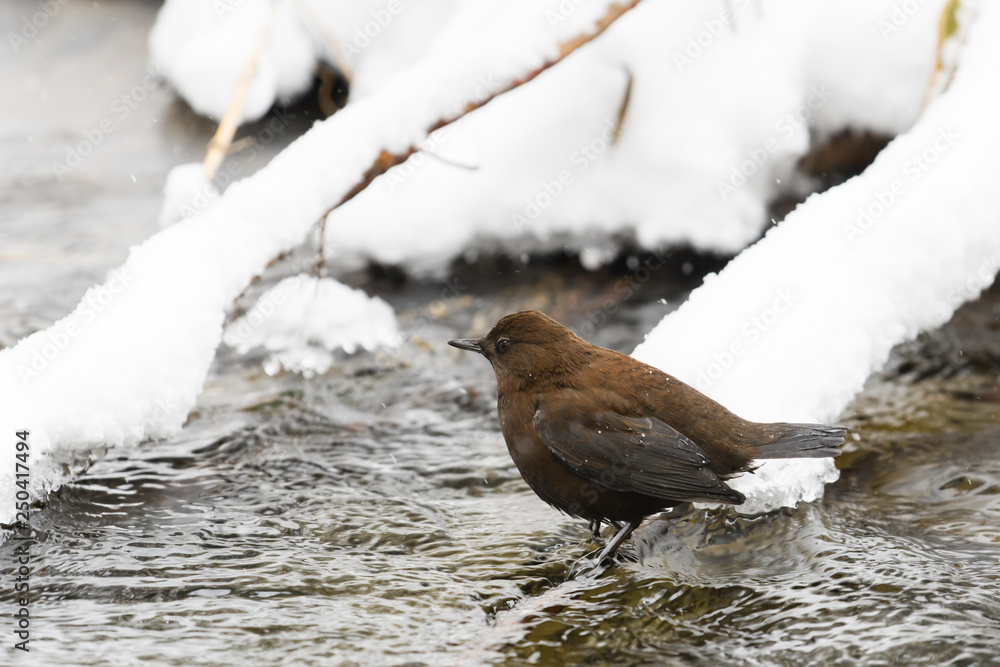 Obraz premium カワガラス