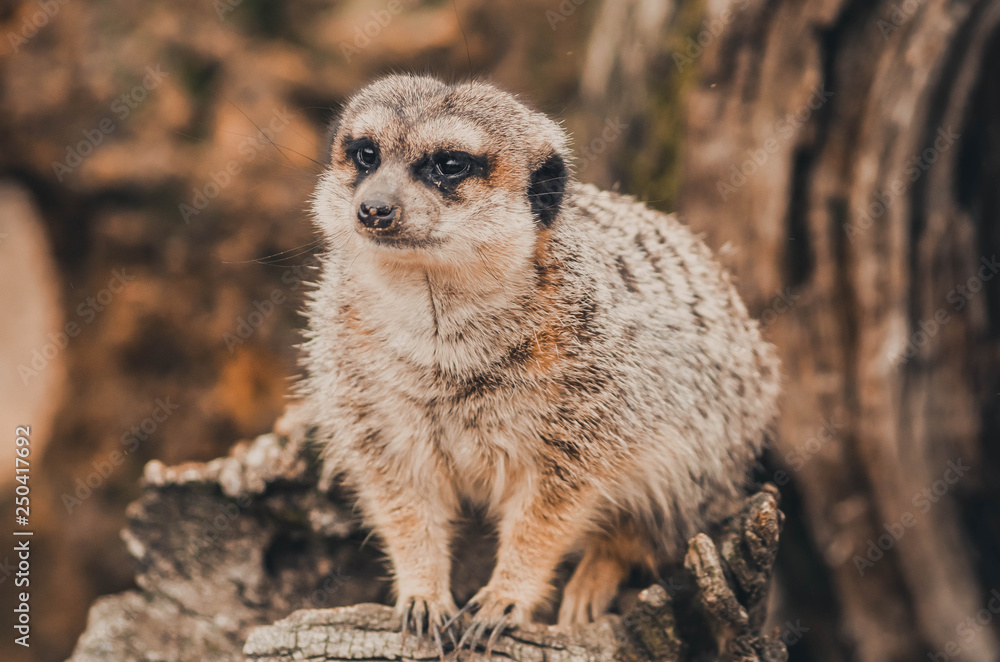 Fototapeta premium Spectacular portrait of a meerkat. Animal