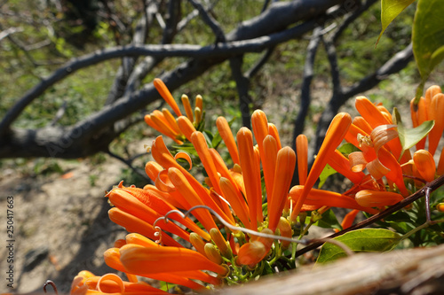 Orange Trumpet Vine Blossoms and Flowers