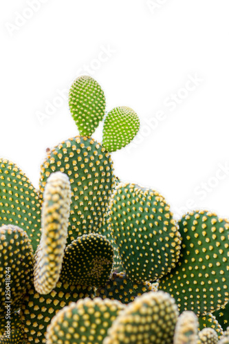 Close-up of green fresh cactus with spines, isolated on white background