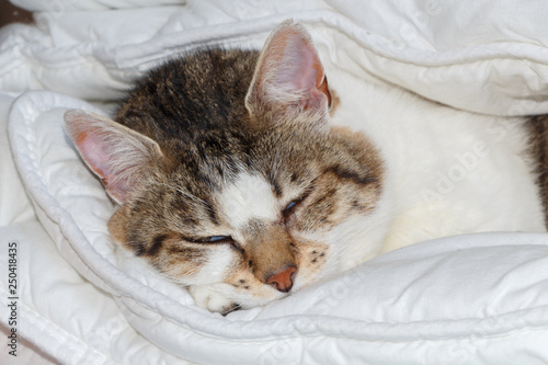 Tabby cat sleeping in a duvet in a bedroom
