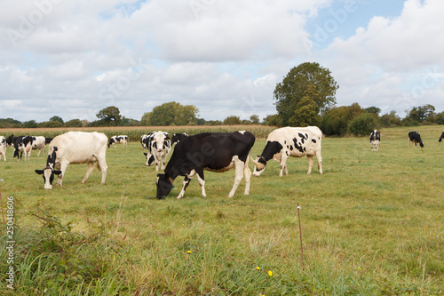 Black and white Holstein cows grazing in a field in Brittany