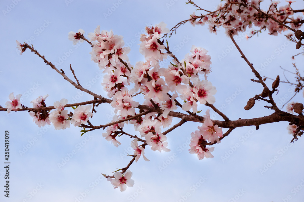 Almond tree with blooming flowers