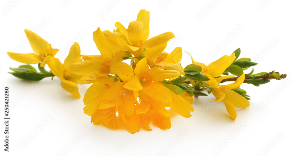 Bunch of fresh forsythia Bunch of fresh forsythia
